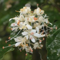 Humboldtia laurifolia Vahl